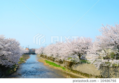 櫻花盛開在河岸邊[側面] 10486798