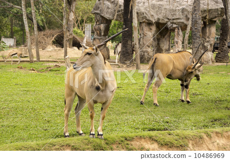 Horned eland in Thailand zoo Horned eland in Thailand zoo 10486969