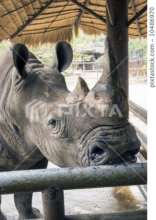Huge head of black rhino  Huge head of black rhino  10486970