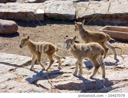 Little wild mountain goatlings 10487079