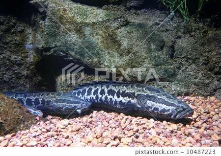 Rigyo Rigyo 10487223