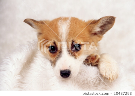 Cute little puppy 10487298