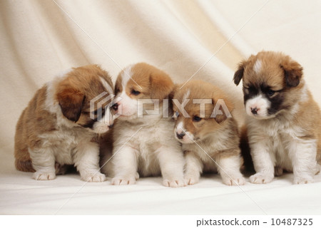 Cute little puppy 10487325