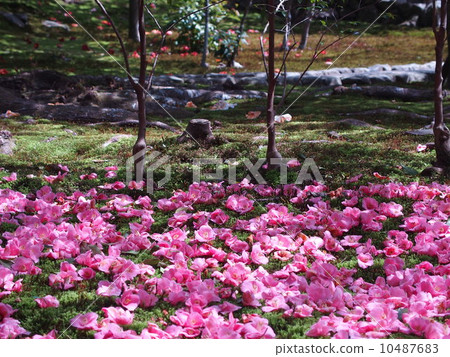 Scattered camellia 10487683