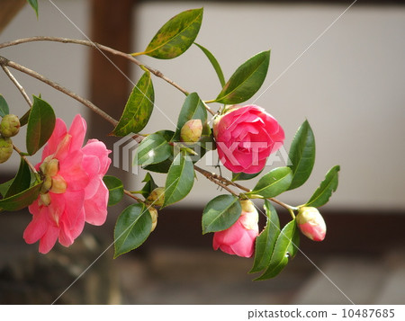 Camellia 10487685