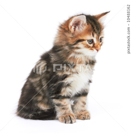 Little Kitten Little Kitten 10488162