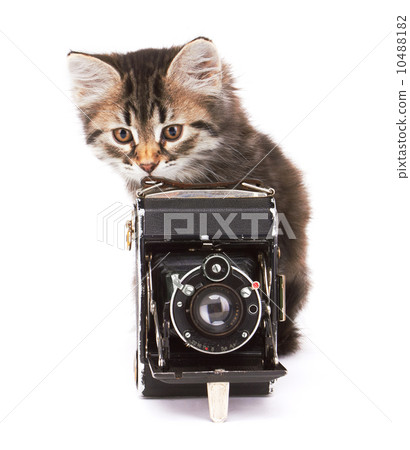Little Kitten with photocamera 10488182
