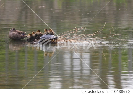 鯉魚小工具的父母和孩子(Spotbill Duck) 鯉魚小工具的父母和孩子(Spotbill Duck) 10488650