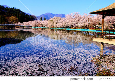 Many cherry blossom petals floating in the pond Many cherry blossom petals floating in the pond 10488668