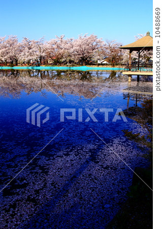 很多櫻花花瓣漂浮在池塘里（垂直位置） 10488669