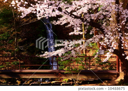 A small waterfall and a cherry tree 10488675