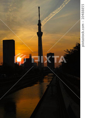 日落和樹和飛機雲彩 10488855