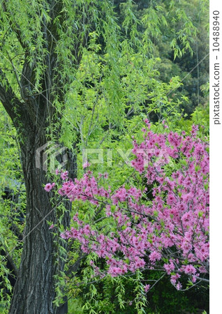 Chrysanthemum and a weeping willow Chrysanthemum and a weeping willow 10488940