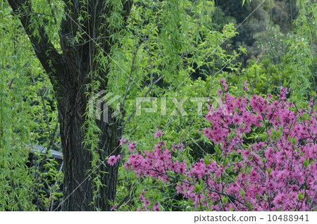 菊花和垂柳 菊花和垂柳 10488941