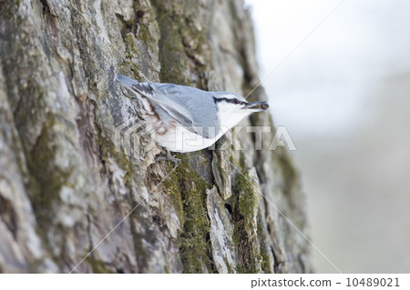 五十雀 五十雀 10489021