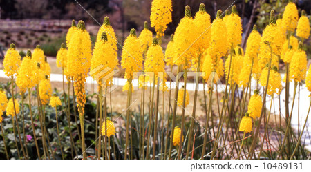 Bourbonella flowers Bourbonella flowers 10489131