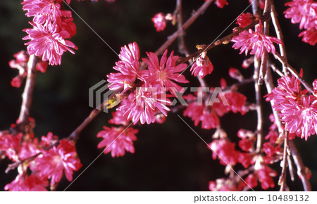 菊花的花朵 10489132