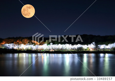 Cherry blossoms at night Cherry blossoms at night 10489157