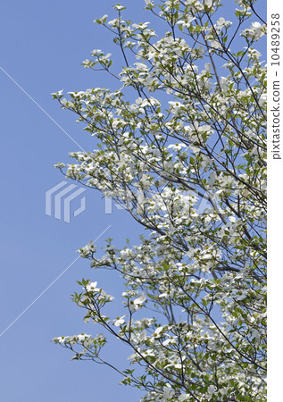 Dogwood (flower wood) Dogwood (flower wood) 10489258