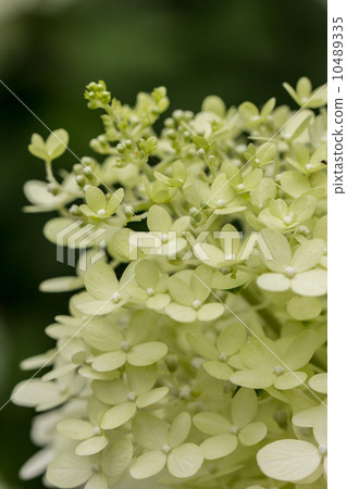 金字塔繡球花（limewrite） 10489335