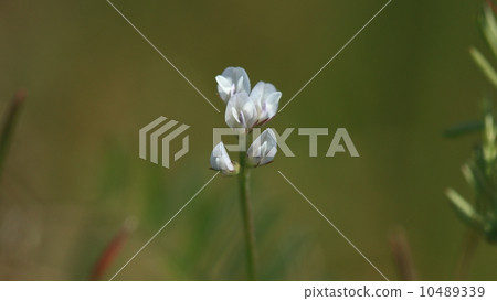 It seems to be a sparrow mackerel because it is the smallest plant in nature 10489339