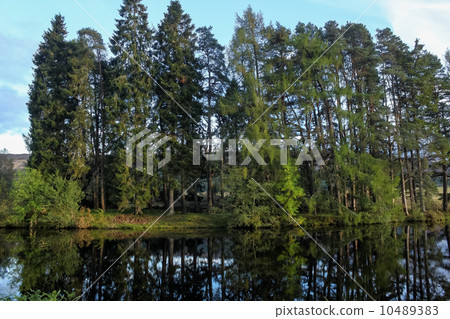 Forest around Loch Ness Forest around Loch Ness 10489383