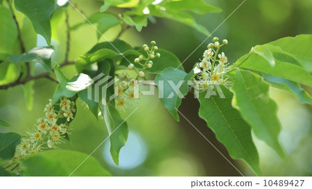 Nature plant flowers are small but pretty, Inuzakura Nature plant flowers are small but pretty, Inuzakura 10489427