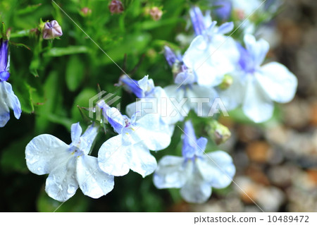 半邊蓮 半邊蓮 10489472