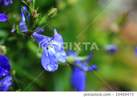 Lobelia 10489473