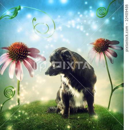 Dog and flower fantasy 10489486