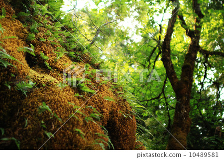 Oregon Cave National Monument 02 Entrance of a cave wrapped in moss 10489581