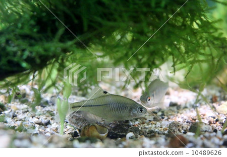 Swiss genitalis 10489626