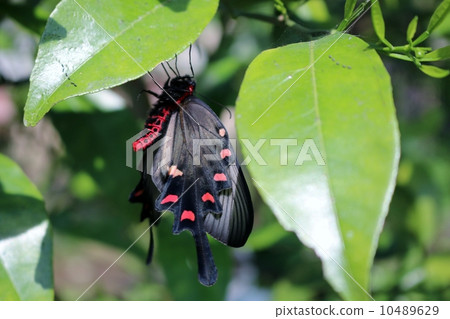 麝鳳蝶 10489629