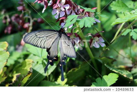 麝鳳蝶 10489633