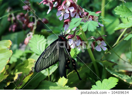 麝鳳蝶 10489634