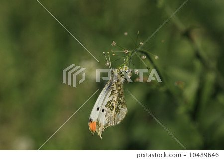 老虎撞到生物昆蟲（雄性） 10489646