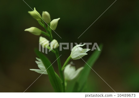 Natural plant ginran flower ② 10489673