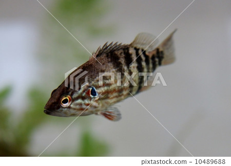 Oyanirami 10489688