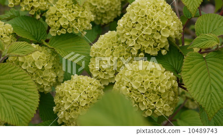 雪球 雪球 10489743