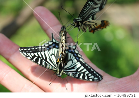 Swallowtail butterfly 10489751