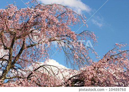 The village Village stage cherry tree 10489768