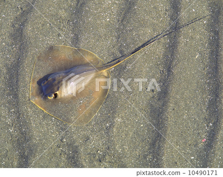 黃貂魚 黃貂魚 10490171