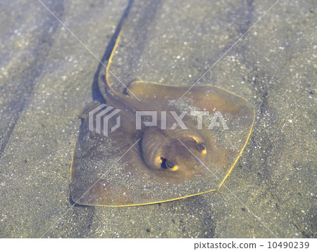 黃貂魚 10490239