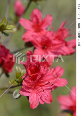 Azalea 10490355