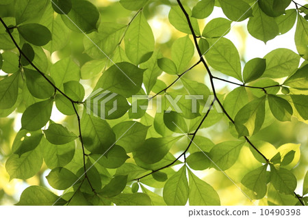 Natural plant young leaves and sunbeams leaves ① 10490398