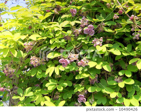 Goyou Akabi: Goba Kinetsu Goyou Akabi: Goba Kinetsu 10490426