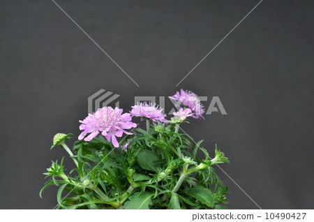 Sukapiosa Sukapiosa 10490427