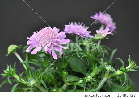 Skapiosa Skapiosa 10490428