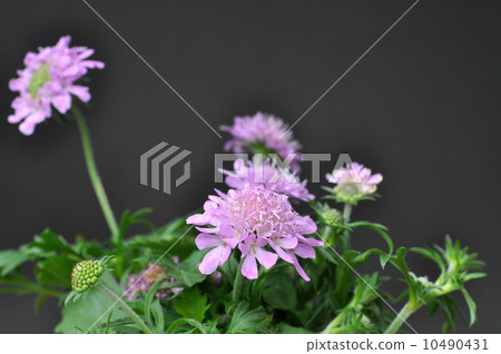 Sukapiosa Sukapiosa 10490431