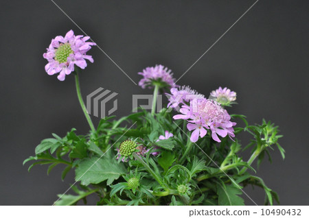 Skapiosa Skapiosa 10490432